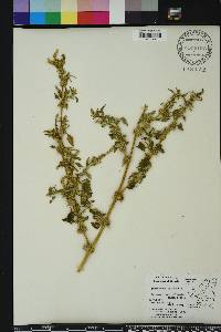 Amaranthus spinosus image