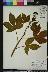 Jatropha gossypiifolia image