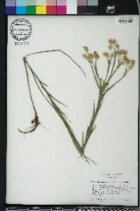 Pityopsis graminifolia image