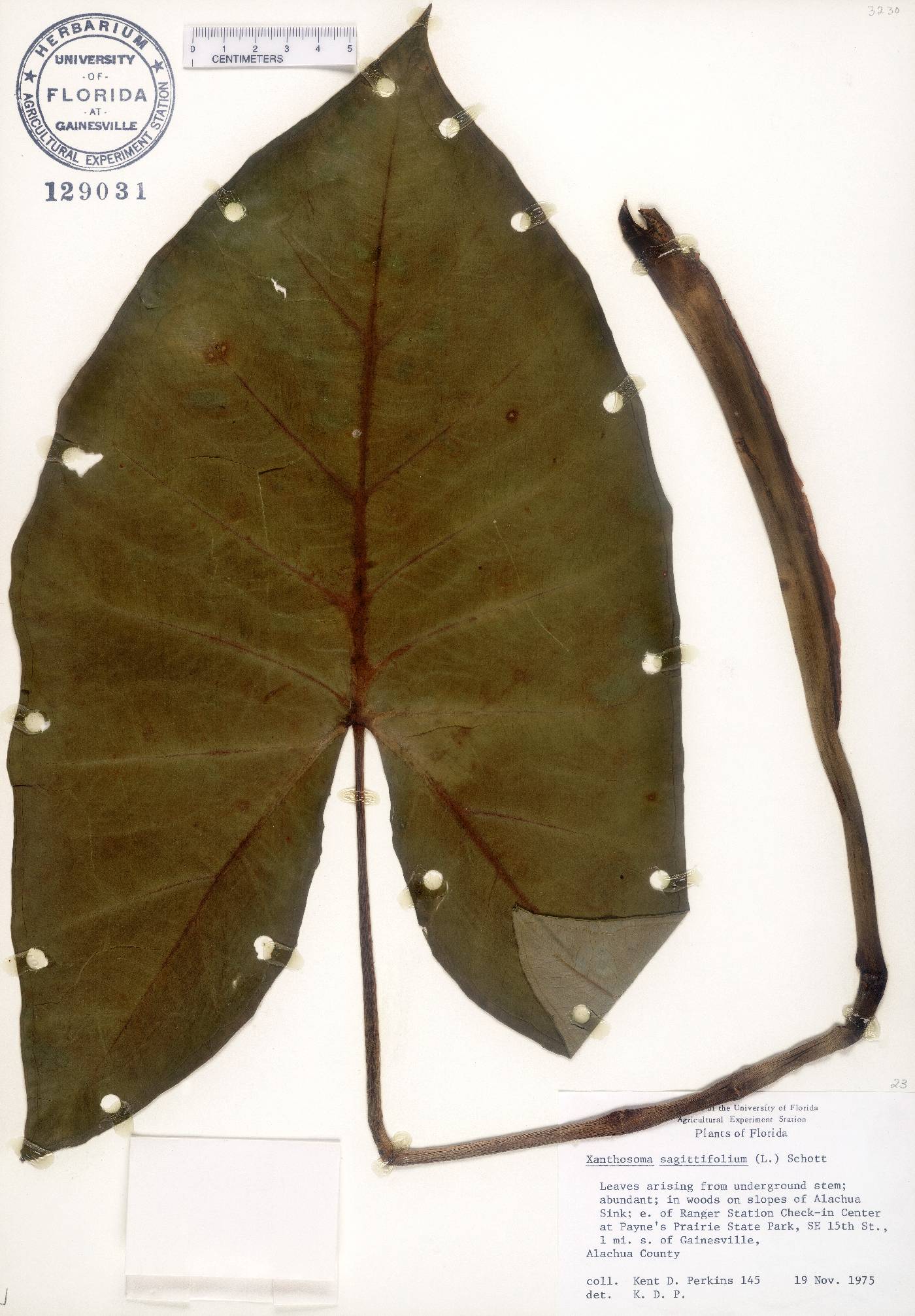 Xanthosoma image