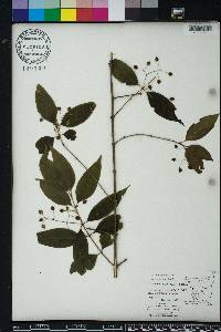 Chiococca alba image