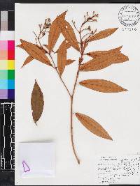 Miconia xalapensis image