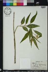 Asclepias perennis image