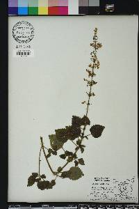 Solenostemon scutellarioides image