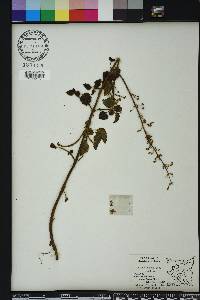 Solenostemon scutellarioides image