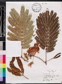 Albizia julibrissin image