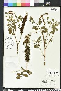 Indigofera hirsuta image