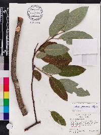 Salix floridana image