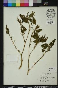 Amaranthus viridis image