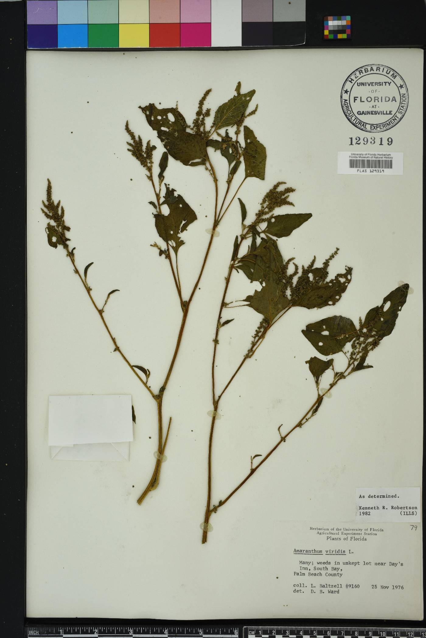 Amaranthus viridis image