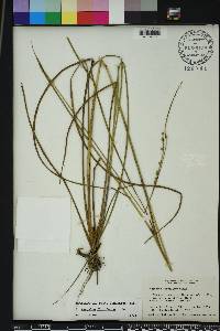 Paspalum floridanum image