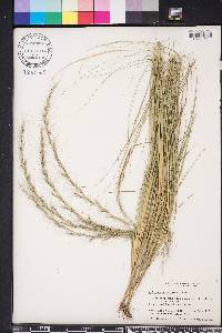 Aristida purpurascens image