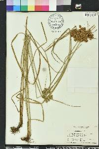 Cyperus pseudovegetus image