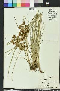 Cyperus pseudovegetus image