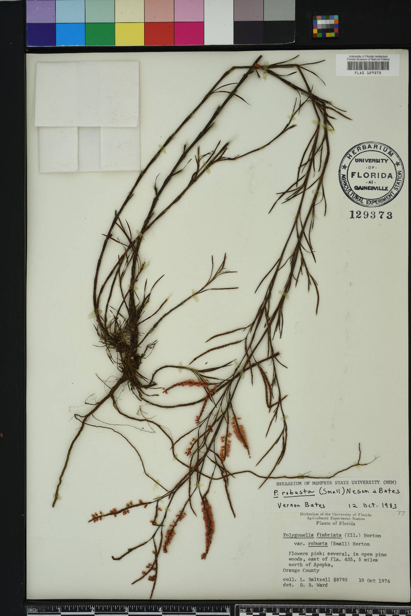 Polygonella fimbriata image