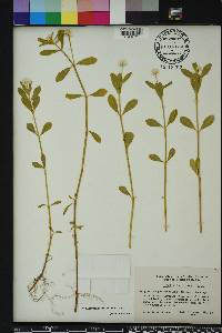 Alternanthera philoxeroides image