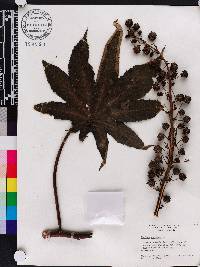 Ricinus communis image