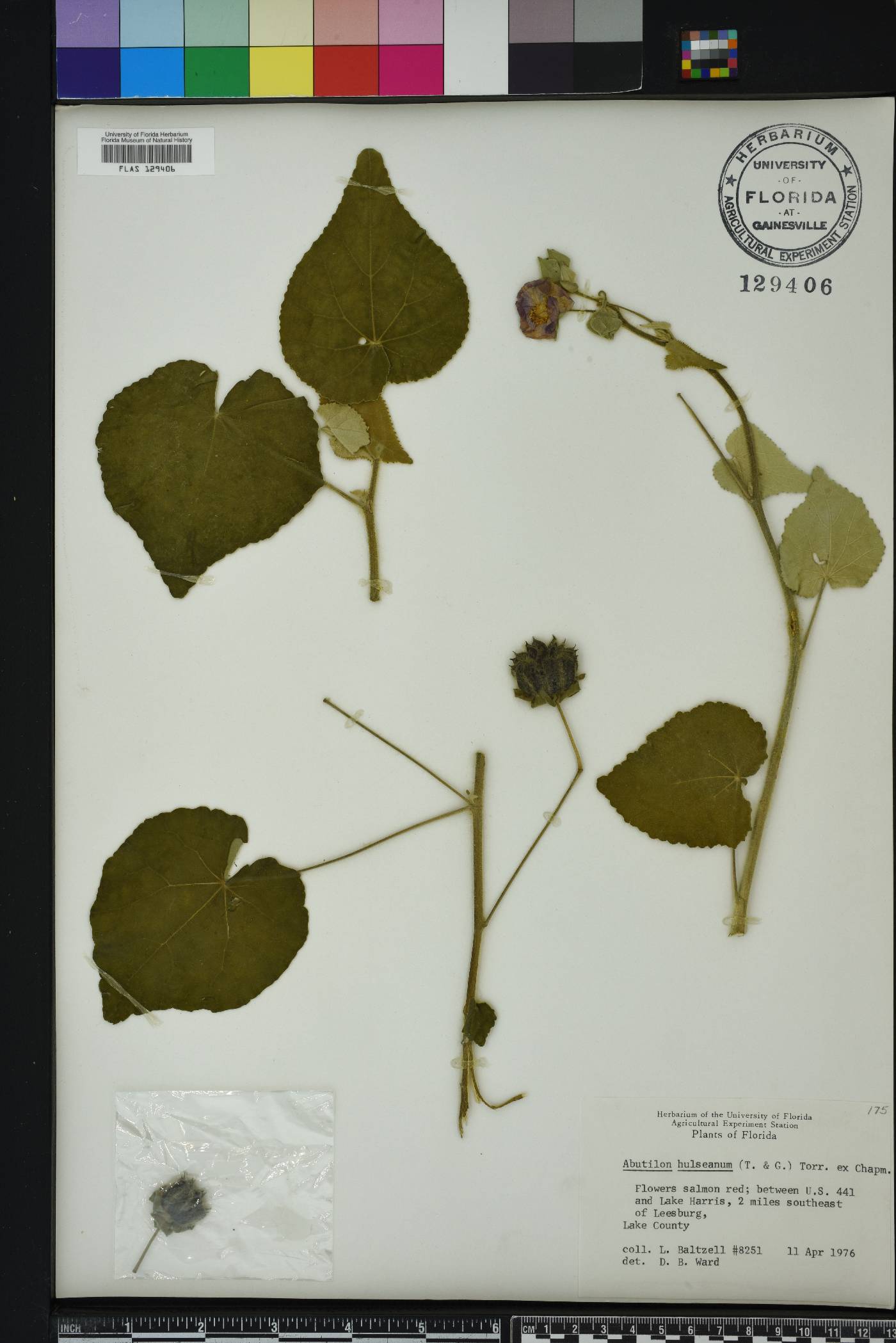 Abutilon hulseanum image