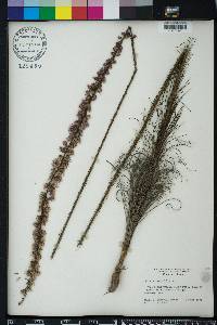 Liatris tenuifolia image