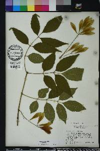 Fraxinus caroliniana image