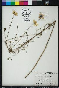 Helianthus angustifolius image