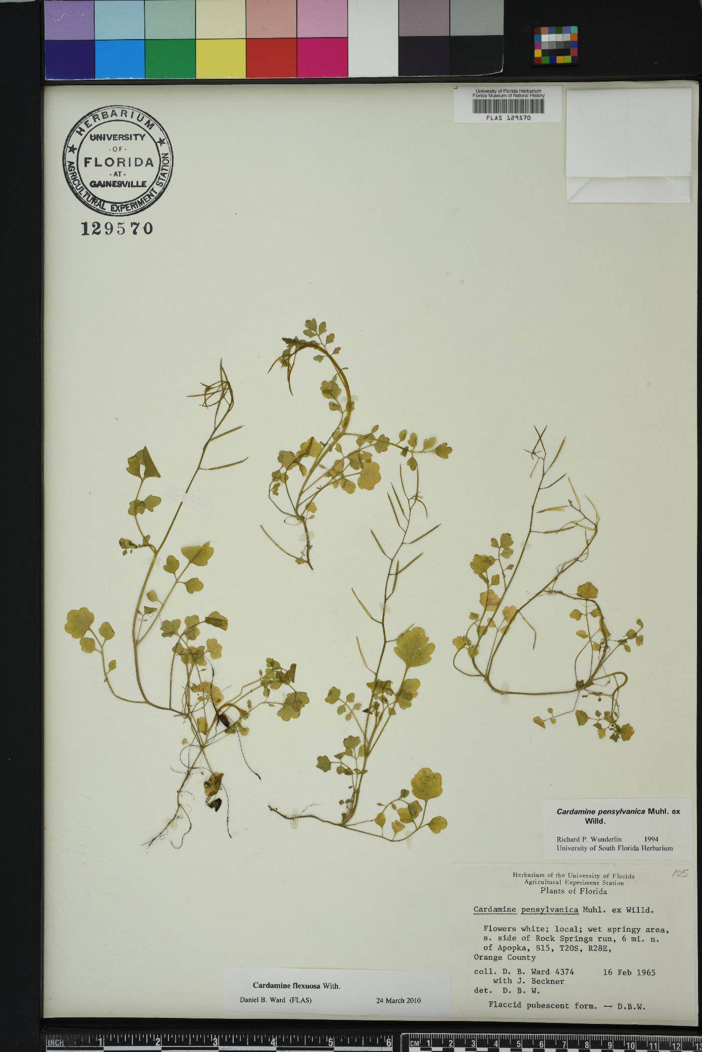 Cardamine flexuosa image