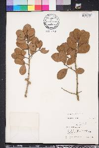 Quercus myrtifolia image