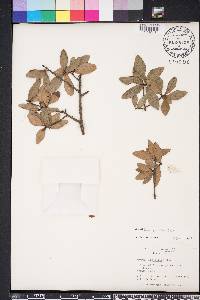 Quercus hemisphaerica image