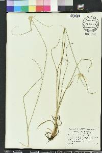 Rhynchospora colorata image