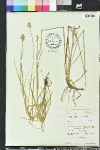 Carex vexans image