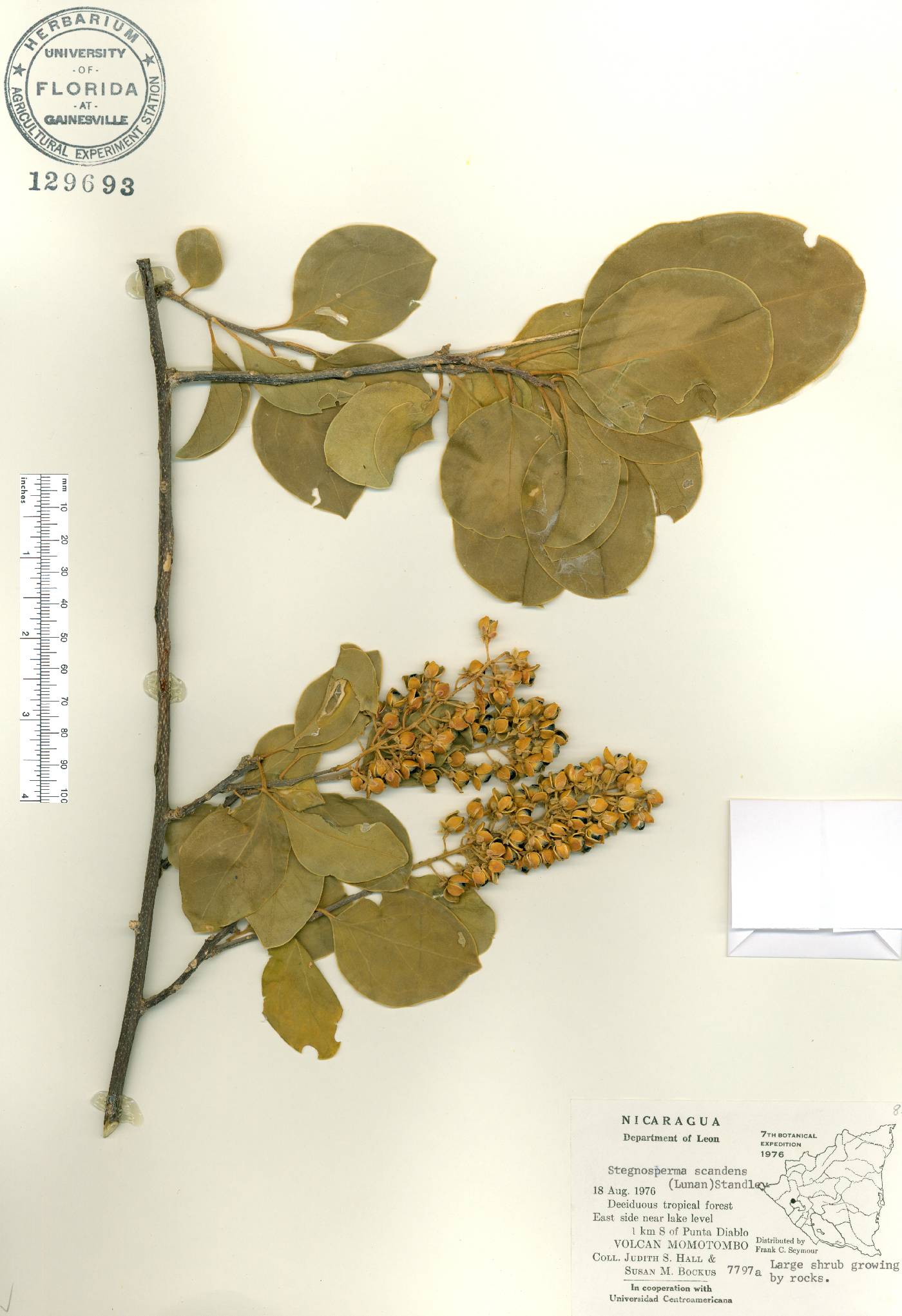 Stegnosperma scandens image