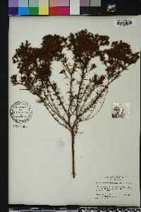 Hypericum brachyphyllum image