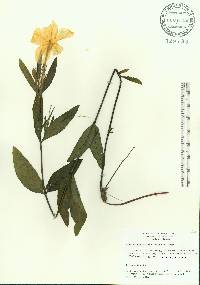 Ruellia noctiflora image