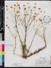 Balduina angustifolia image