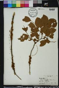 Cuscuta compacta image