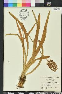 Amianthium muscitoxicum image