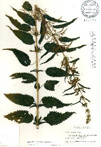 Urtica gracilis image