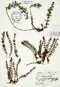 Limnophila sessiliflora image