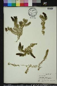 Ceratophyllum demersum image