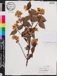 Philadelphus coronarius image