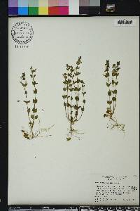 Scutellaria parvula image