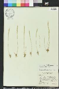 Festuca sciurea image