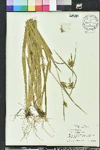 Carex folliculata image