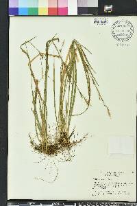 Carex striatula image