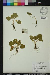 Viola villosa image