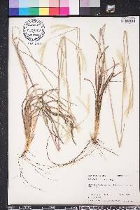 Andropogon ternarius image