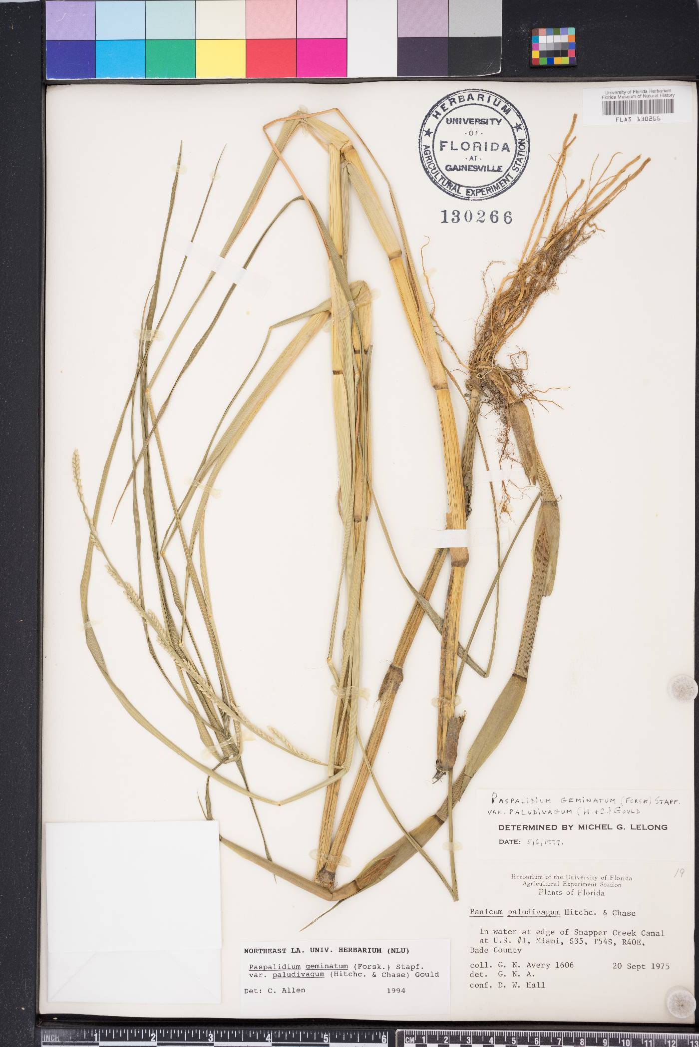 Paspalidium geminatum image