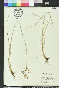 Fimbristylis caroliniana image