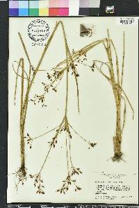 Rhynchospora nitens image