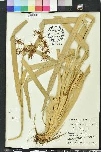 Rhynchospora corniculata image